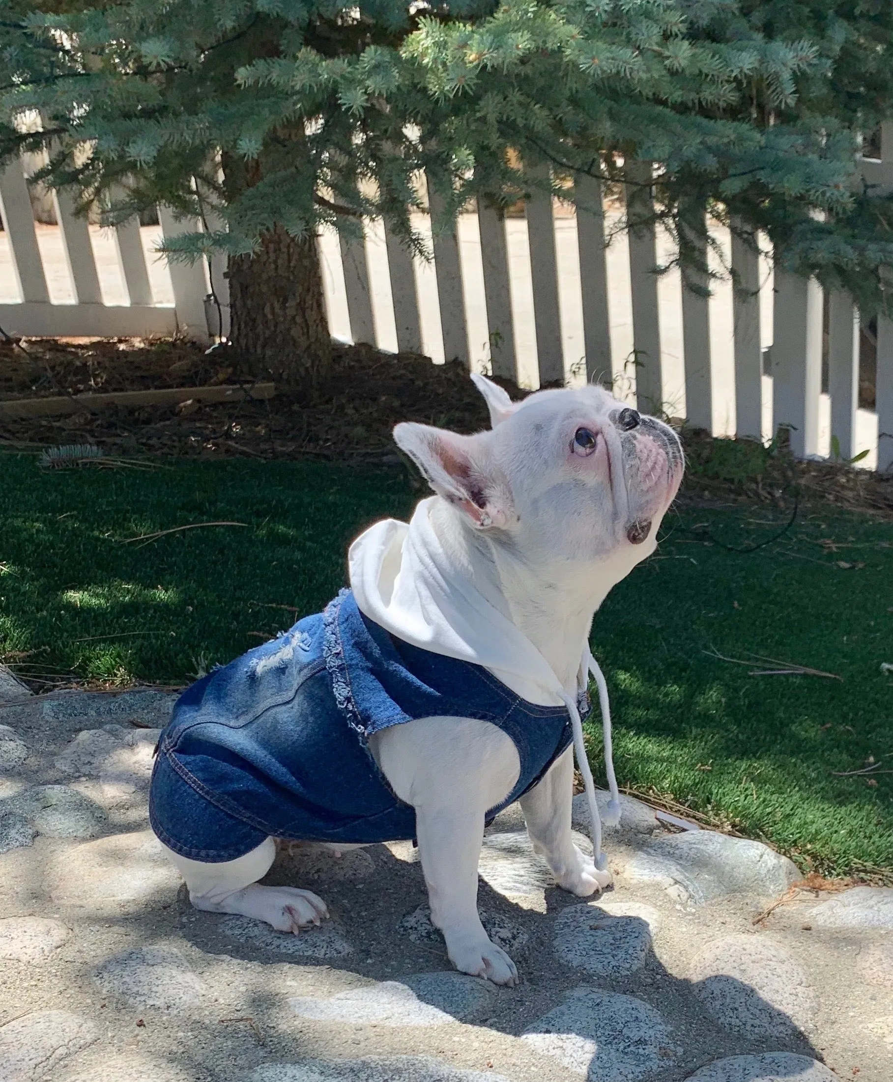 Funky Frenchie Dog Denim Jean Hoodie Jacket