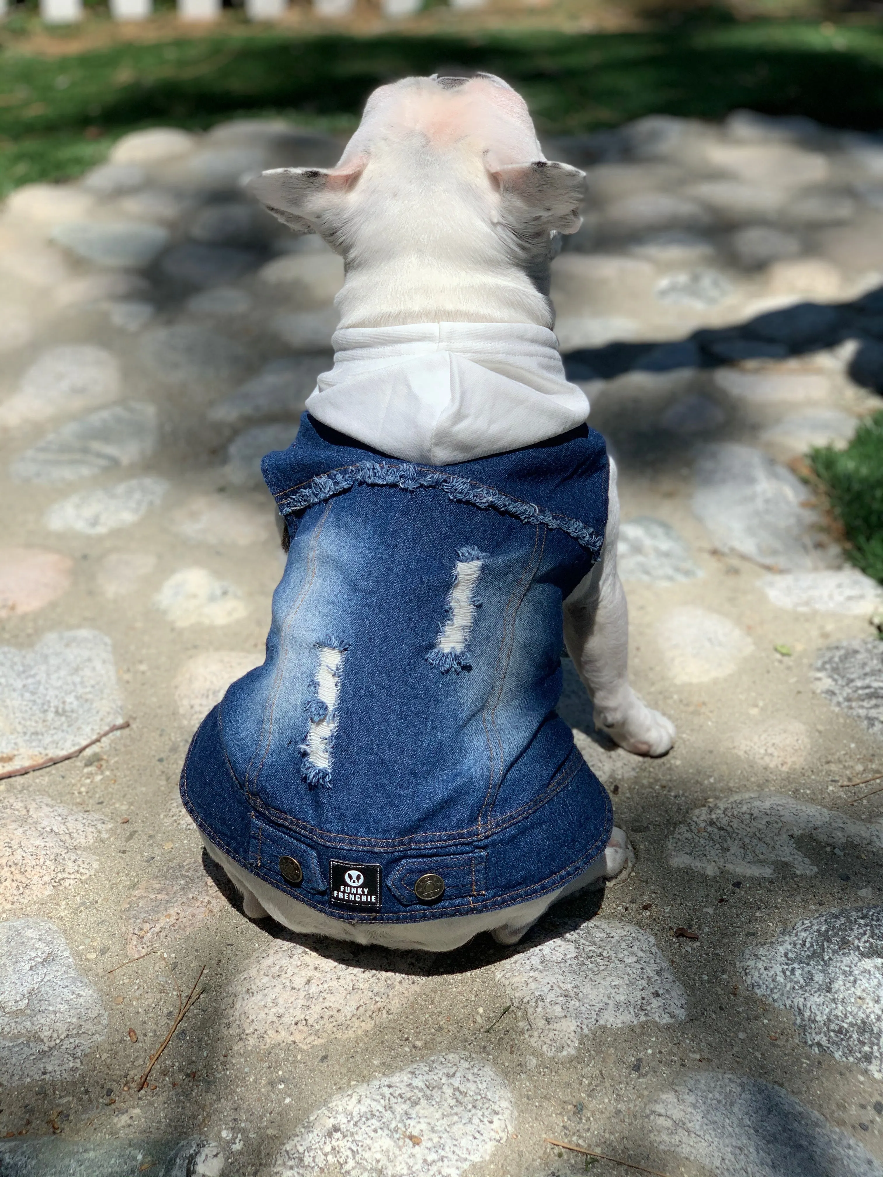 Funky Frenchie Dog Denim Jean Hoodie Jacket